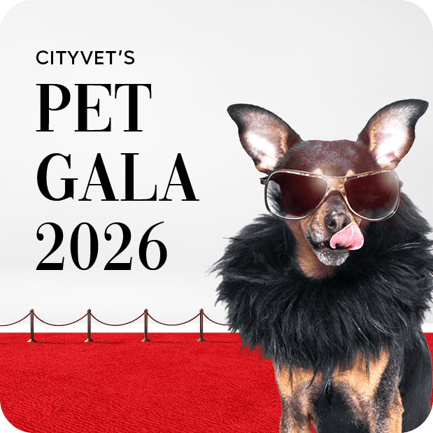 pet gala graphic 2026 rounded edge
