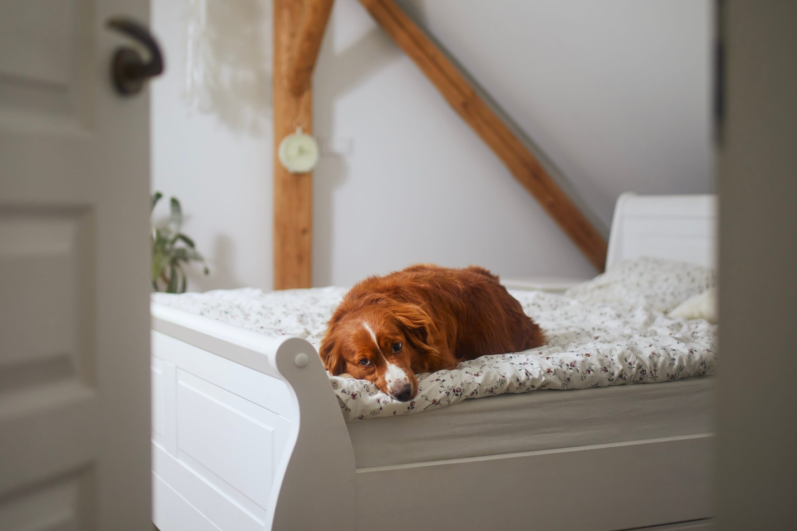 dog sleeping on bed by himslef sad