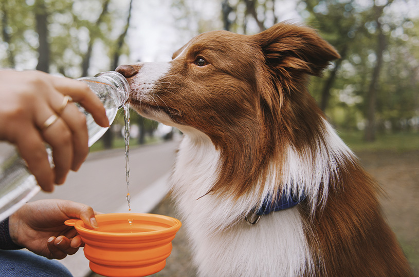 Beating the Heat: Protecting Your Canine Companion in Summer