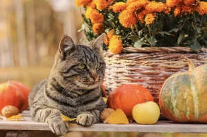 Keeping Your Furry Friends Safe and Happy This Thanksgiving