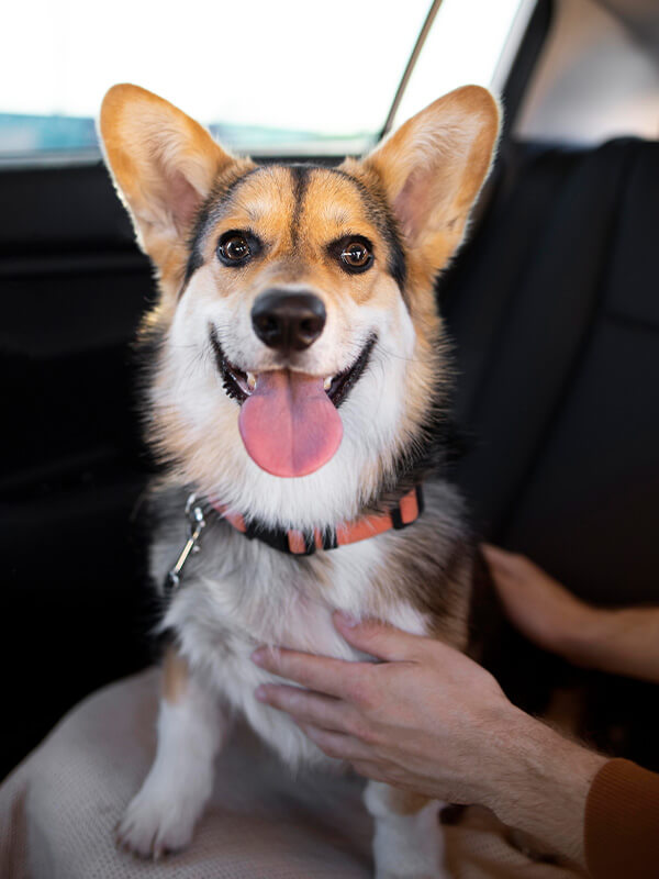 Pawsome Adventures 4 Tips to Road Tripping with Your Dog