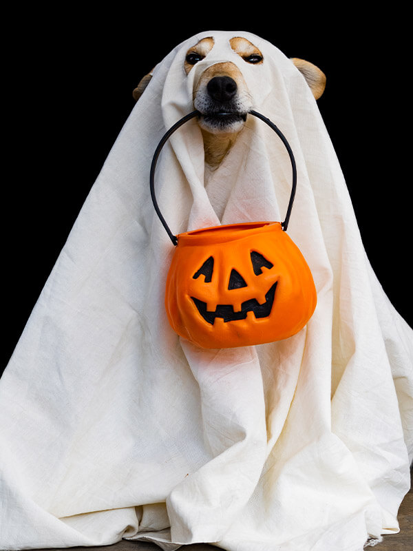 Pet Halloween Safety- Keeping Your Furry Friends Spooky and Safe