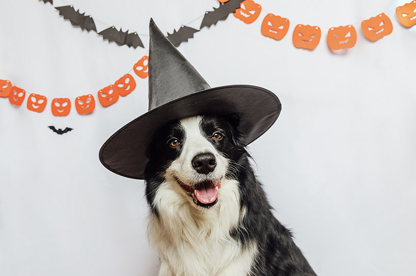 Pet Halloween Safety: Keeping Your Furry Friends Spooky and Safe
