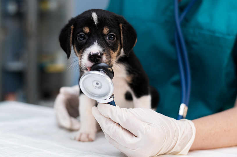 The Importance of Puppy Vaccinations& Tips for a Healthy Start with Your Pet