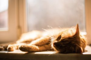 The Sunshine Connection: Why Pets Love Basking in the Sun and Do Pets Suffer from SAD (Seasonal Affective Disorder)?