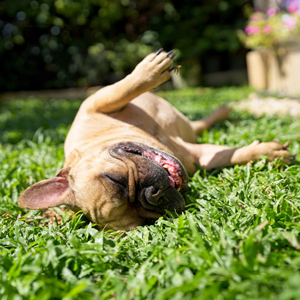 The Sunshine Connection- Why Pets Love Basking in the Sun and Do Pets Suffer from SAD (Seasonal Affective Disorder)?