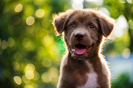 The Ultimate Dog and Puppy Wellness Guide