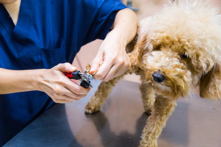How to Trim Your Dog's Nails | CityVet