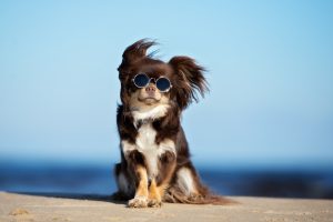 Eclipse Dog Photo