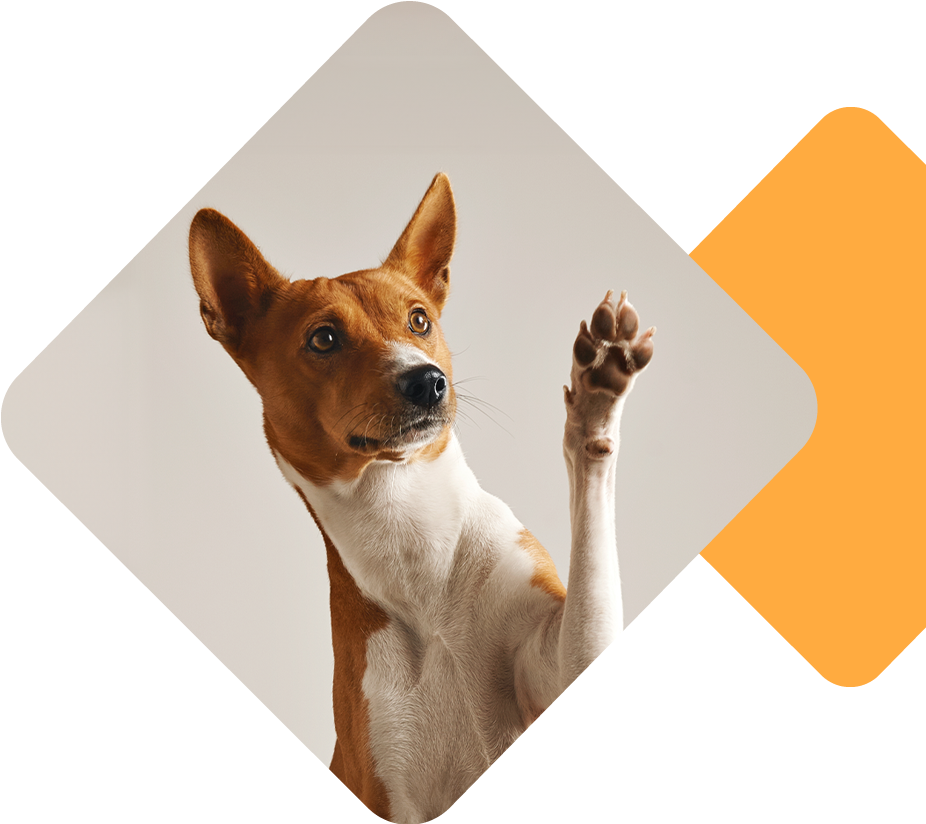 Adorable brown and white basenji dog smiling and giving a high five